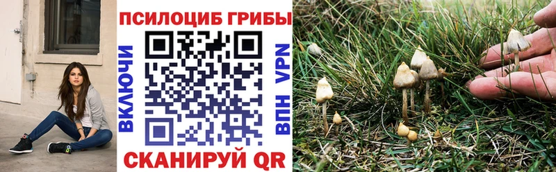 Псилоцибиновые грибы Psilocybine cubensis  Камышин 